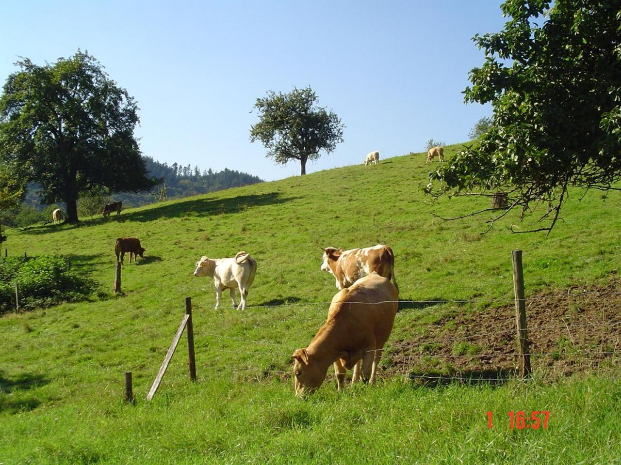 Schnurrenhof Apartment Seebach Luaran gambar